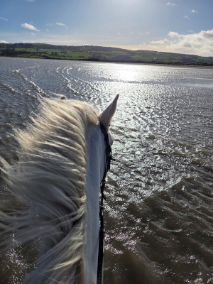 A horse looking out over water